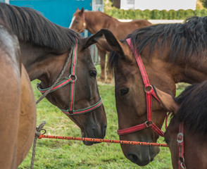 Obraz premium Head of a horse in a harness