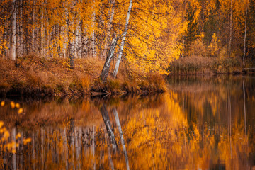Красивый осенний лес отражается в зеркале пруда