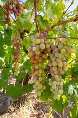 Grapes, vineyard, Izmir / Turkey