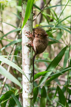 Philippine tarsier sitting in a branch