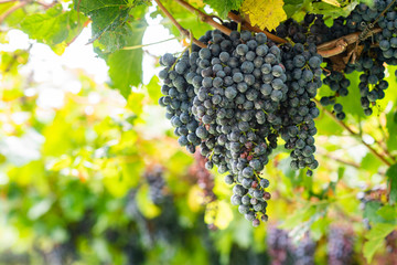 Ripe grapes on a vineyard in Italy.