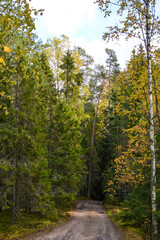 Fototapeta na wymiar Road in the woods among the pines
