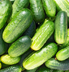 Cucumbers green background.
