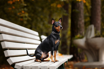 beautiful small dog posing on a bench