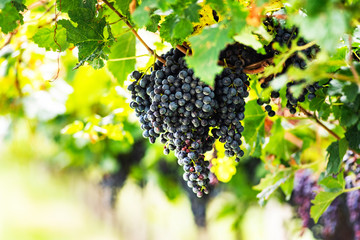 Ripe grapes on a vineyard in Italy.