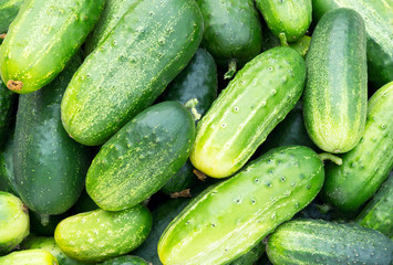 Cucumbers green background.