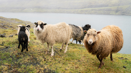 Sheep on Vagar island, Faroe Islands, Denmark, Europe