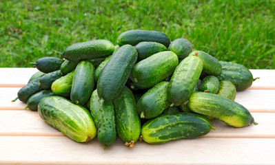 Cucumbers. Pile of cucumbers agriculture concept.