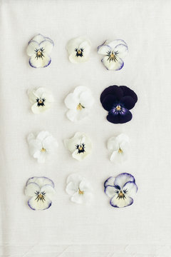 White violets in bloom in lines with the exception of one single dark pansy