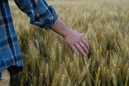 Farmer and his harvest. A farmer walks through a wheat field , touches spikelets with his hand and checks the crop. Rich harvest. Countryside. Close-up.