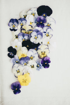 Composition of different kinds of pansies all together on cotton background