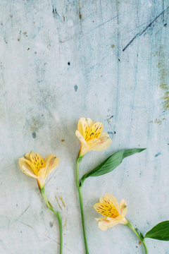 Three yellow lilies of the Incas on concrete background seen from above