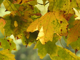 maple leaves in autumn