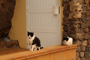 Katze auf Fuerte 3