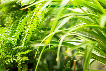 Perfect green background by the fresh grass