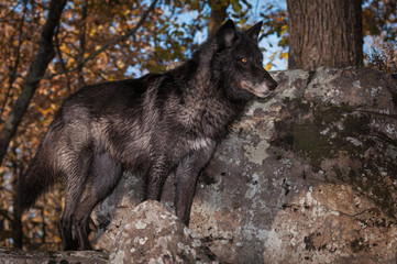 Black Phase Grey Wolf (Canis lupus) Stands on Rocks Looking Right Autumn