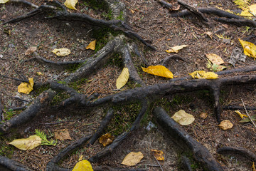 roots, leaves and forest ground