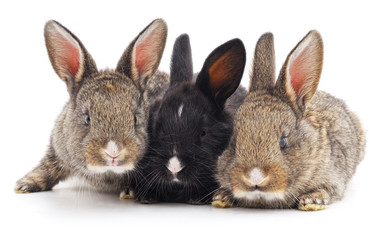 Three little rabbits.