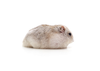 White little hamster.