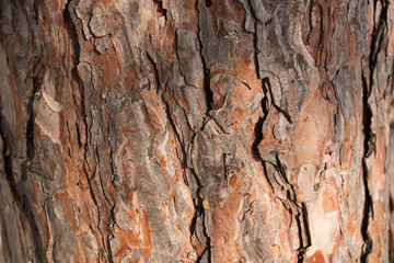 Bark of tree. Background from a tree bark. Texture, background of the old tree bark.
