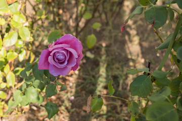 Lilac rose bush outdoors. Beautiful fresh rose. Rose bush with buds.