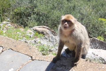 singe gouraya