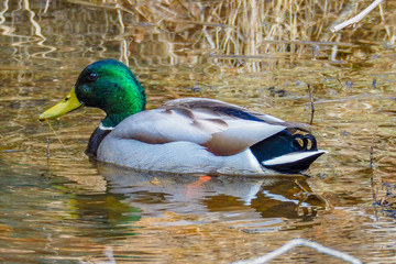 Mallard