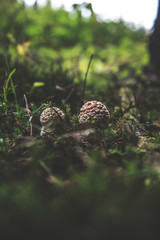 Fototapeta premium mushroom in the forest