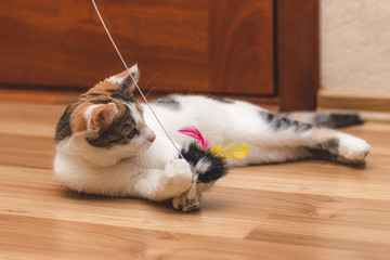 Cute colorful kitten lying on the floor and playing with a toy