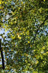 Fototapeta premium Green leafs on sunny day in autumn