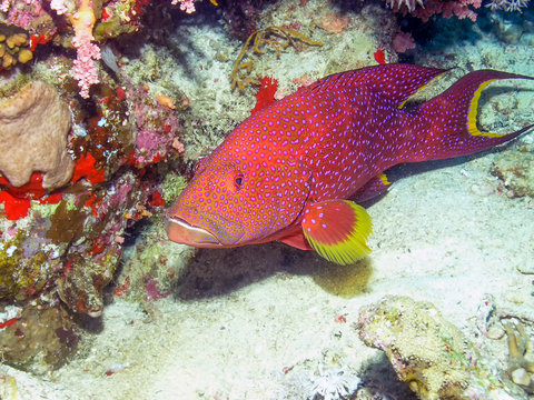 A Lyretail Grouper (Variola louti)