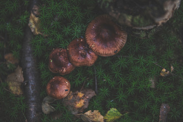 mushroom in the forest