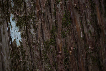 Fototapeta premium Moss and Roots