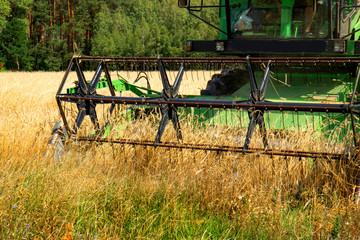 In the fields, the season of harvesting grain.