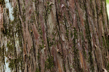 Moss and Roots