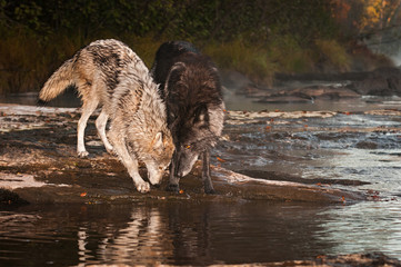 Grey Wolves (Canis lupus) Look Down at Waters Edge Autumn