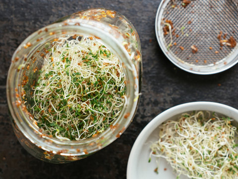 Alfalfa sprouts