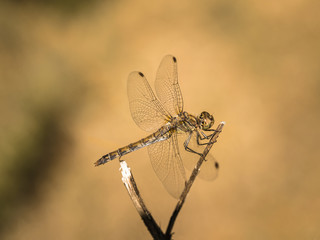 Eine bunte Libelle sitzt auf einen Grashalm vor neutralen Hintergrund.