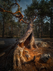 An old tree is about to fall. Resembles a person or a giant.