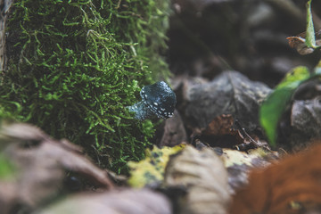 mushroom in the forest