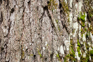 Moss and Bark