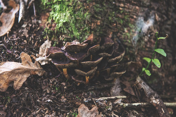 mushroom in the forest