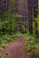path in the forest