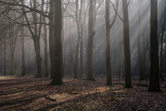 Shafts of light through mist from sunrise in woodland. Norfolk, UK