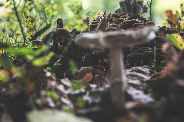 Obraz premium mushrooms in forest