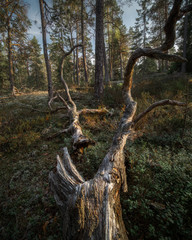 The fallen tree resembles the antlers of a deer