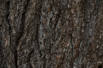 Fototapeta premium tree bark texture