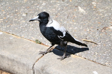 Australian Magpie in Western Australia