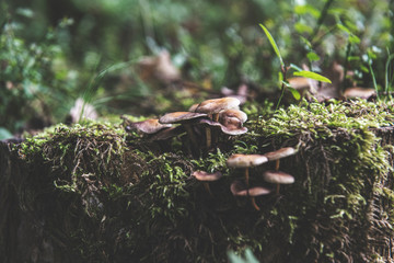 mushroom in the forest