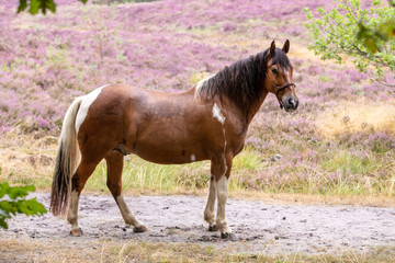 Pferd in regnerischer Heidelandschaft